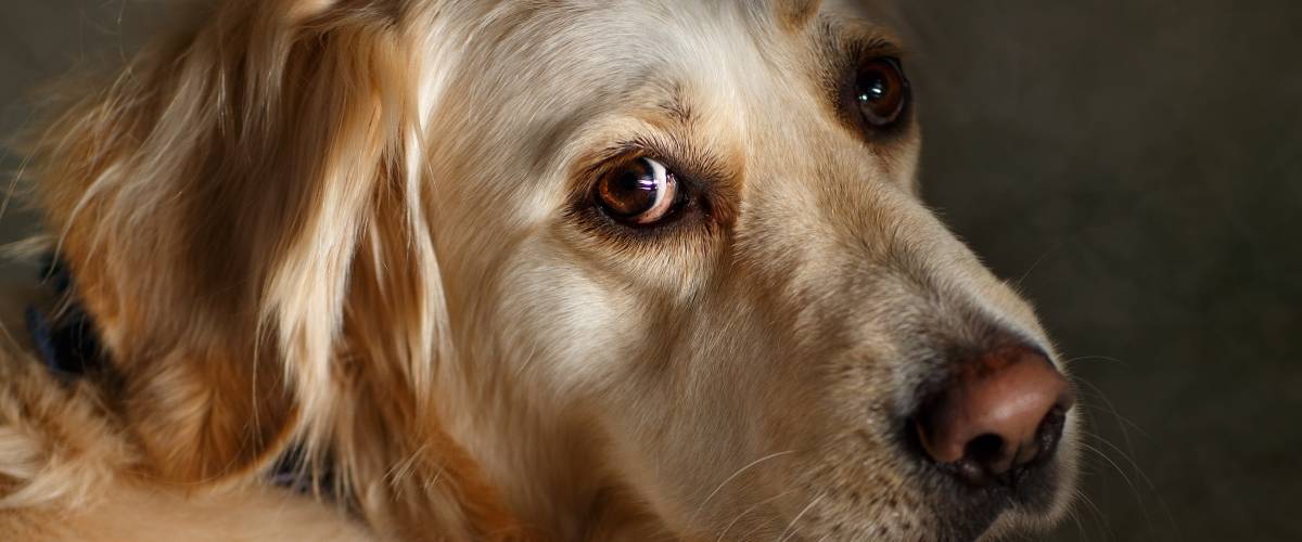 Photo of golden retriever looking at camera