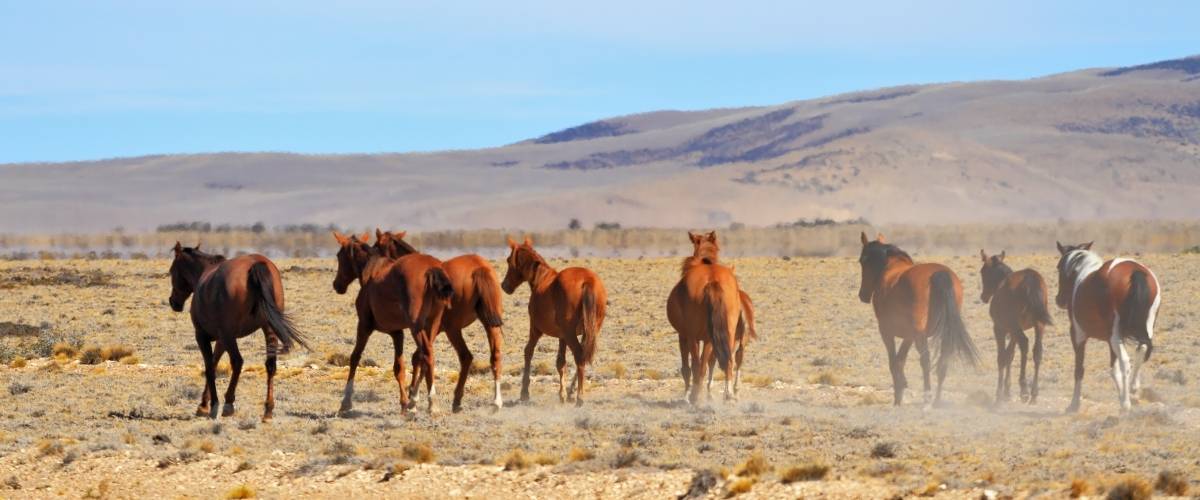a group of horses run in the desert