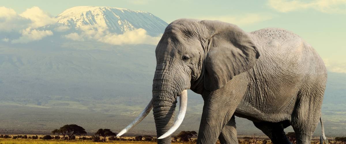 an elephant walking in a field