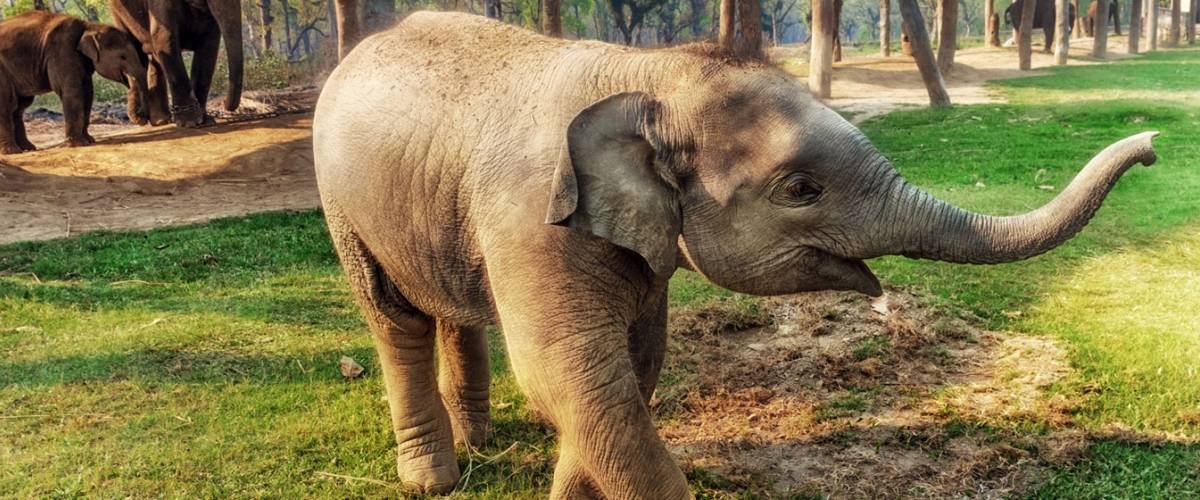 Asian Elephant