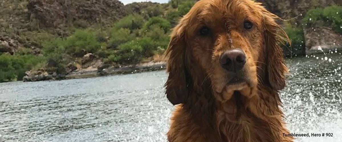 Golden retriever