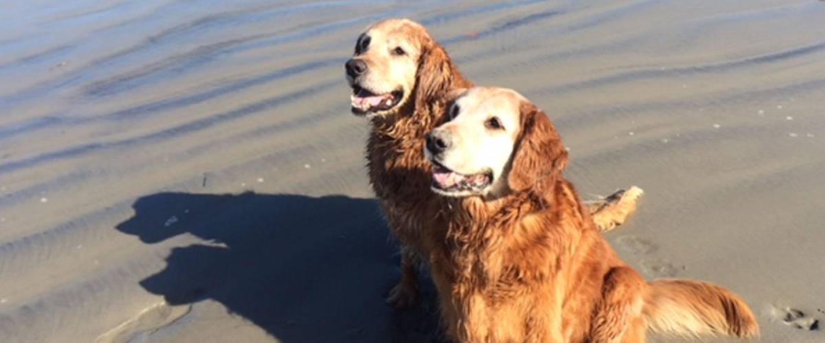 Golden Retrievers