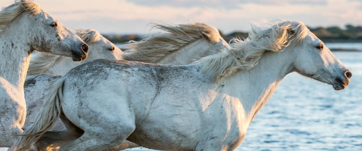 Horses
