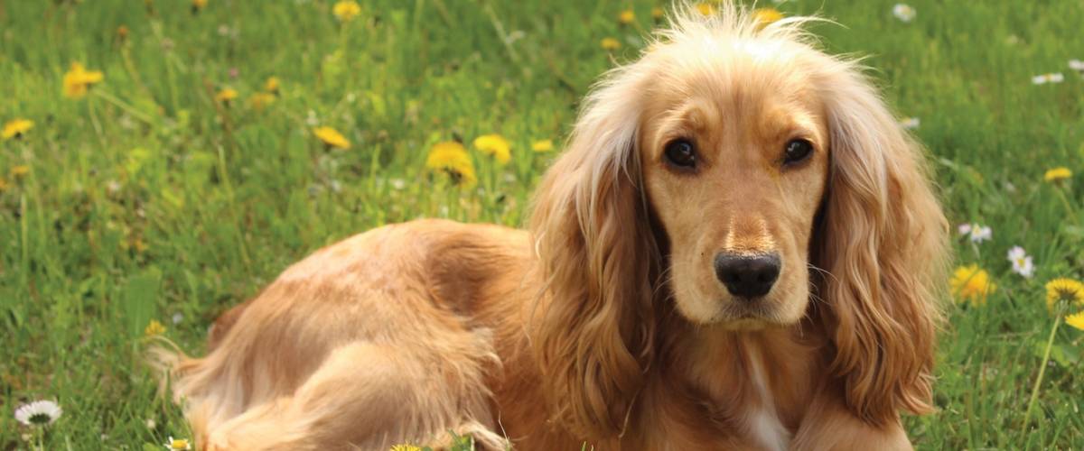 Dog