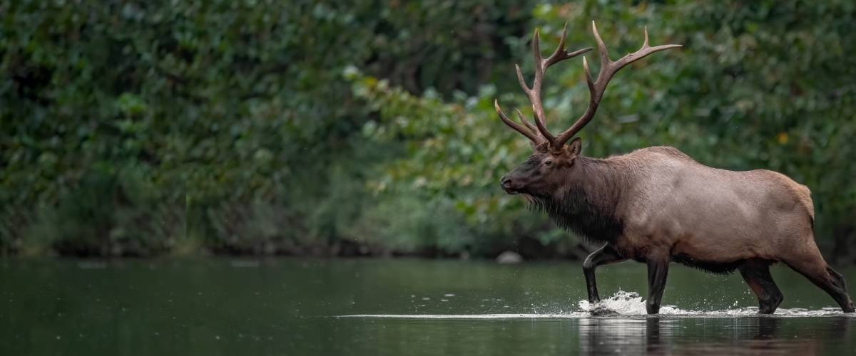 Elk