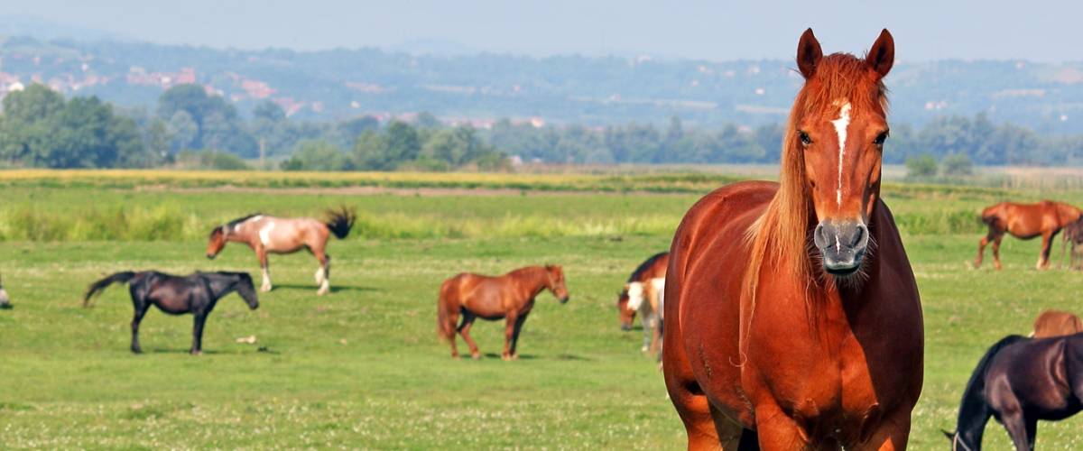 Horses in a field