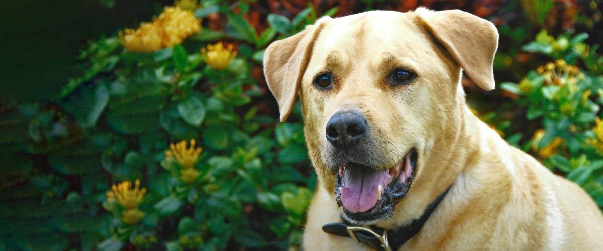 Bud Mixed Breed Dog