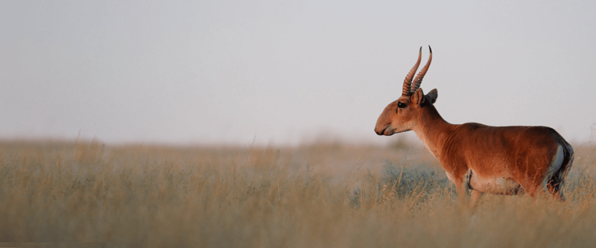 antelope in field
