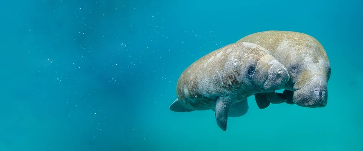 Manatees swimming