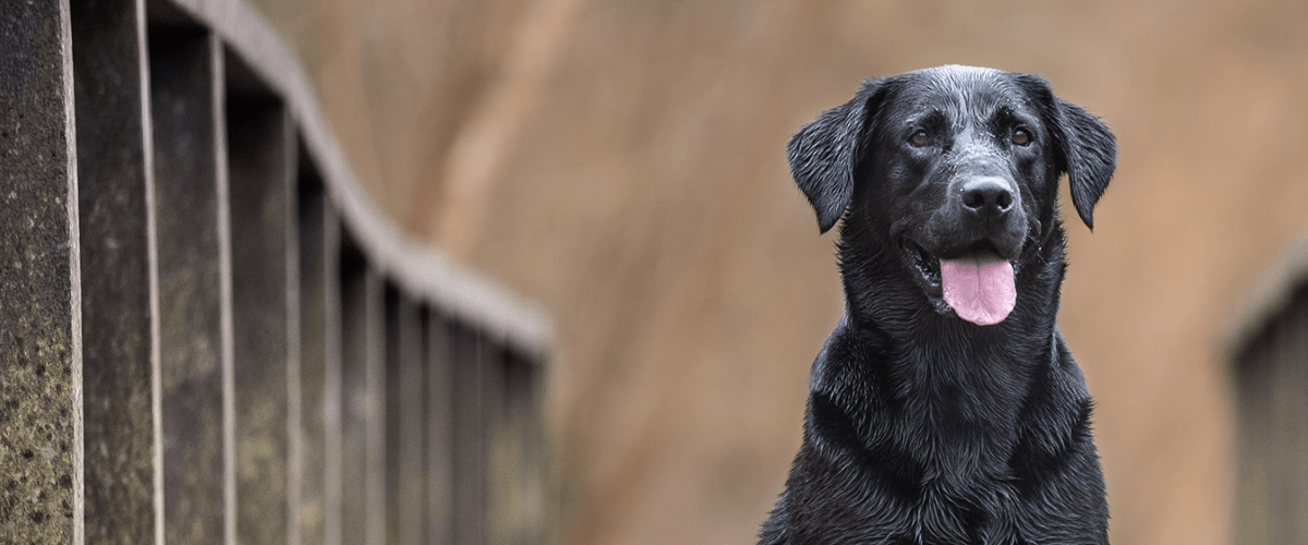 Black Lab