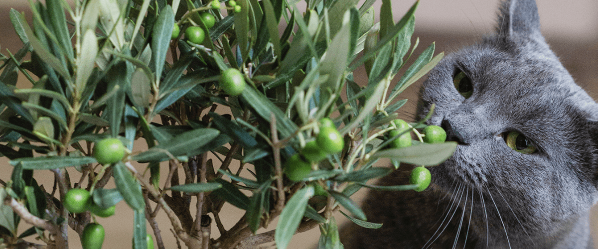 cat smelling plant