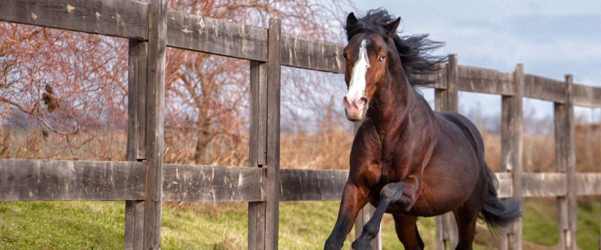 horse