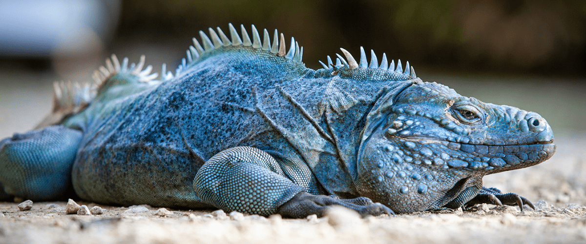 Iguana