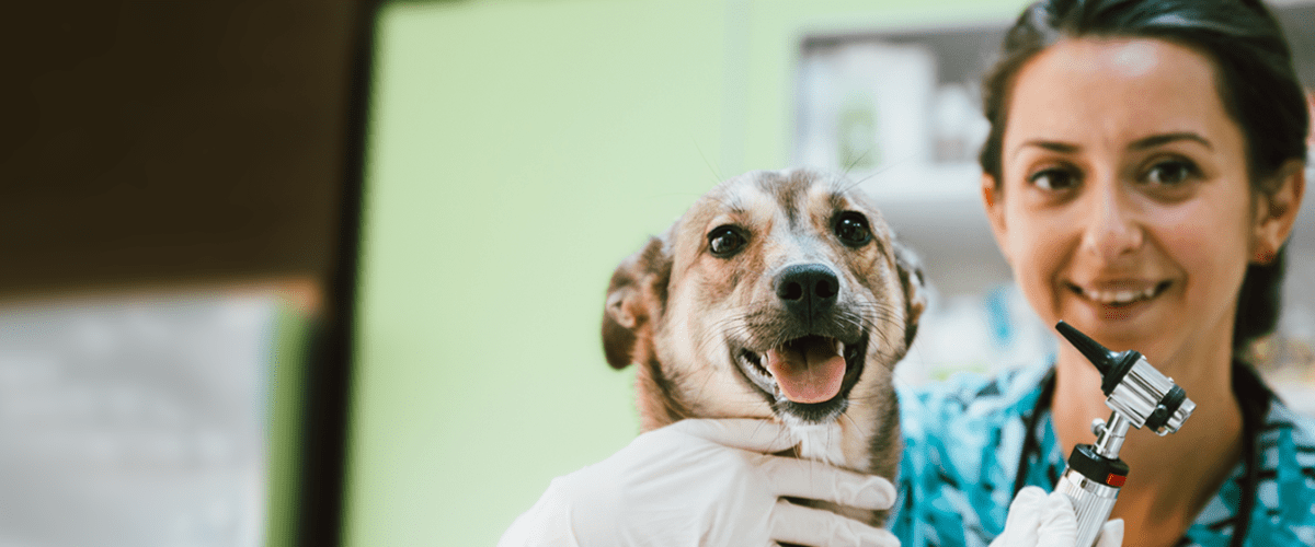 dog and vet