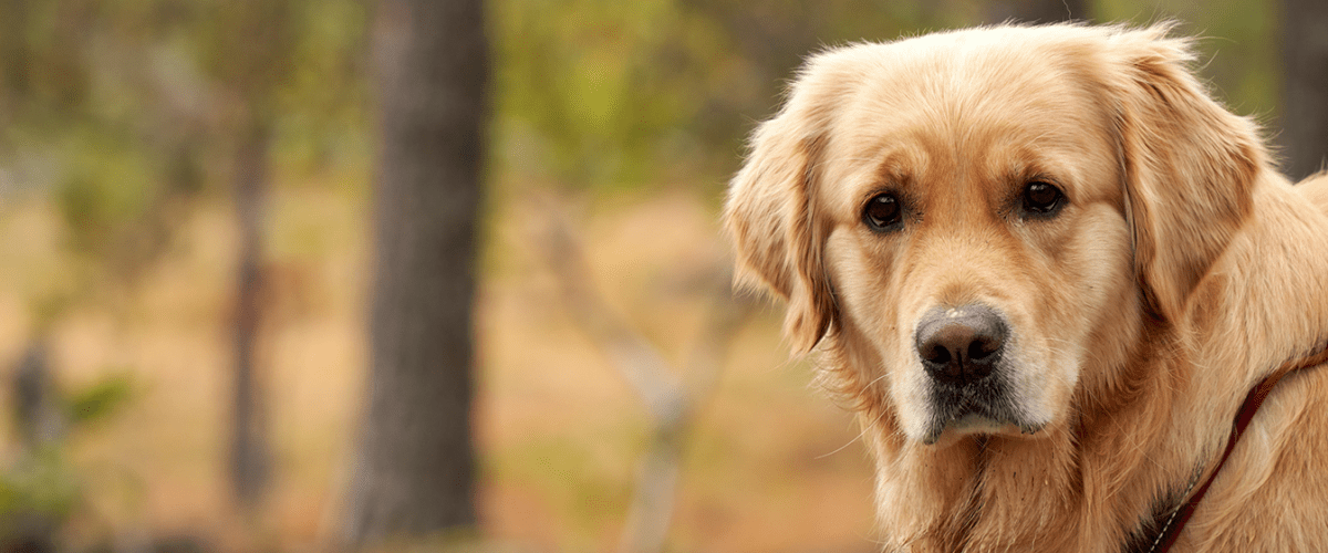 Golden Retriever 