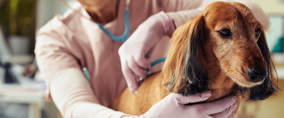 Vet tech examines small brown dog