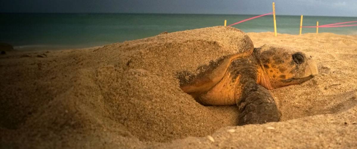  Vismaya, the turtle, who researchers have been working with for several decades.