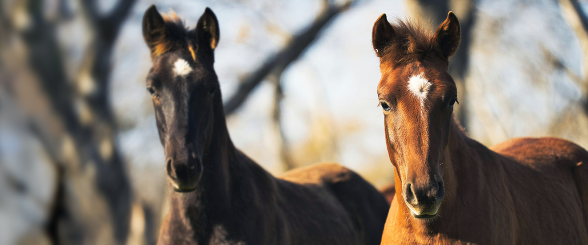 Horses