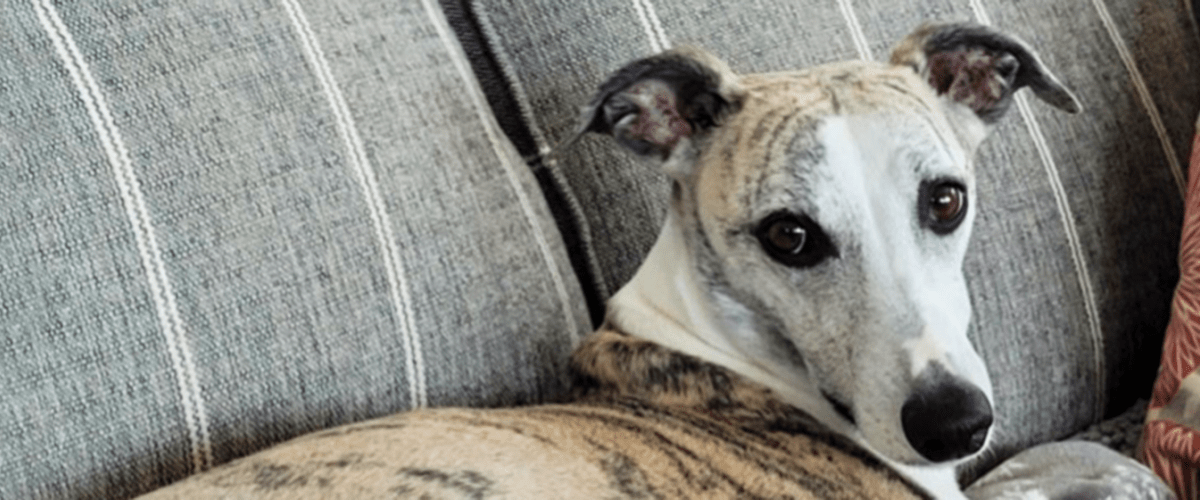 White and brown whippet dog, Clark, rests on couch