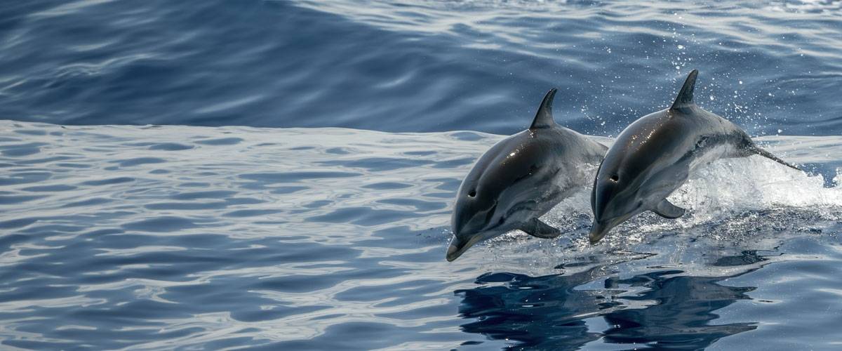 Dolphins jumping out of the water