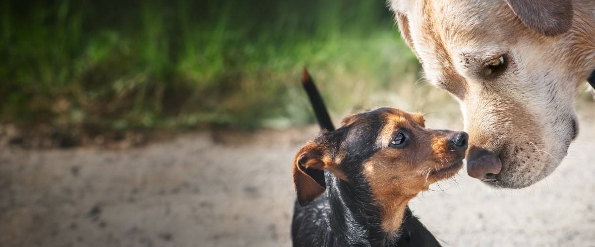 Two dogs sniffing