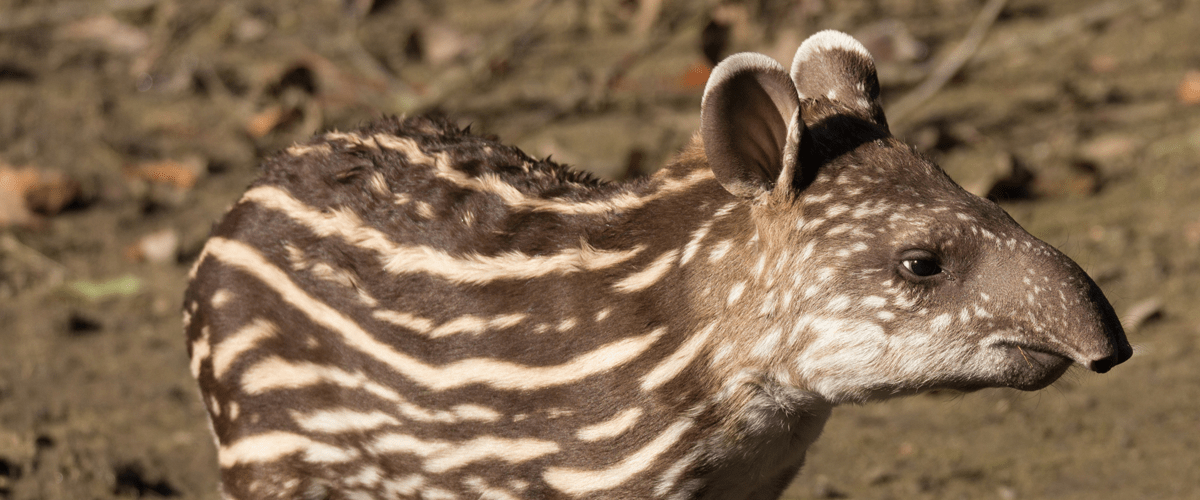 Baird’s tapirs in Costa Rica. 