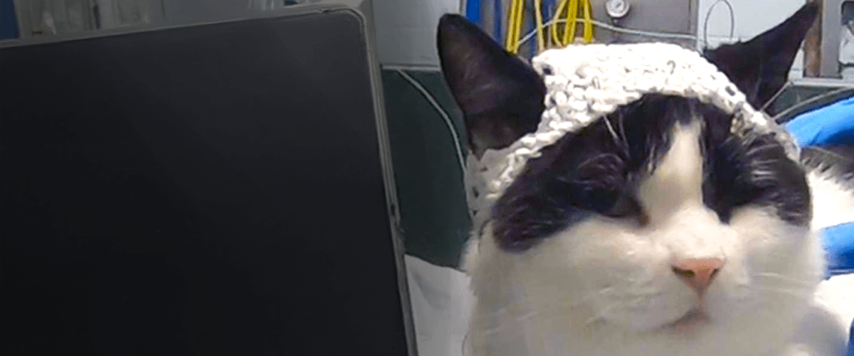 Cat wearing a crochet hat to study brain activity