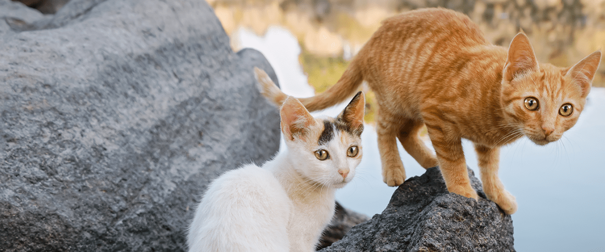 Mixed-breed cats outdoors on rocks by water, illustrating feline health and lifestyle factors