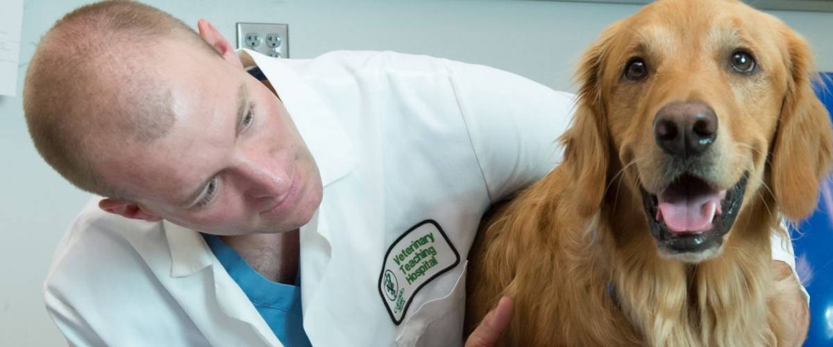 golden retriever being examined by veterinarian