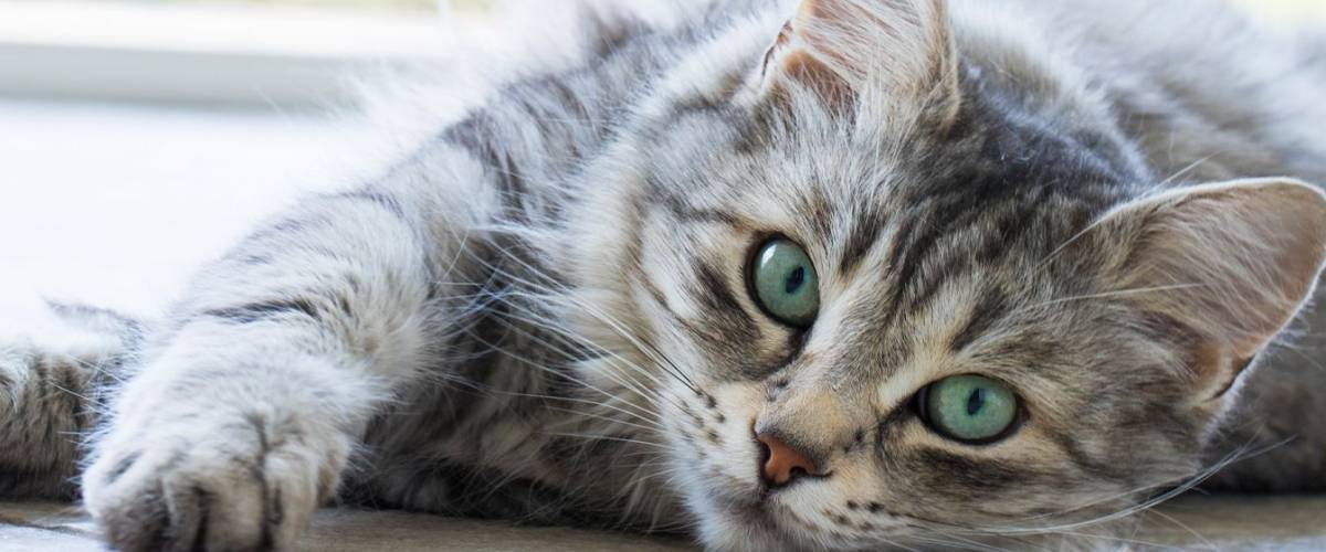 Gray tabby cat with bright green eyes lying on its side, gazing calmly at the camera in soft natural light.