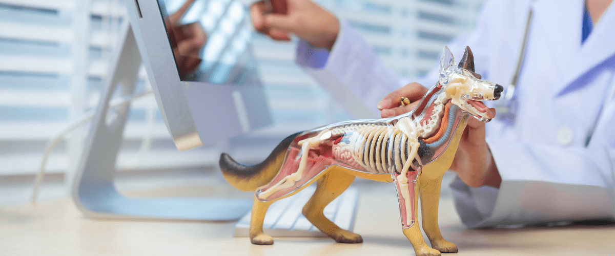 A veterinarian points at a computer screen while holding a transparent anatomical dog model that shows the skeleton and internal organs on a desk.