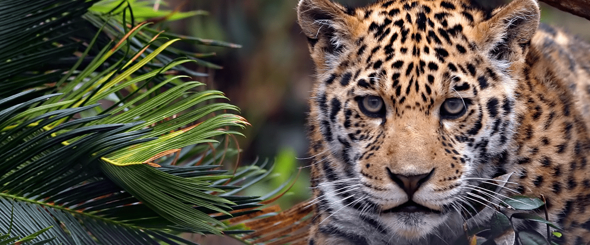 Young leopard standing among green foliage, looking directly at the camera in a natural forest setting.