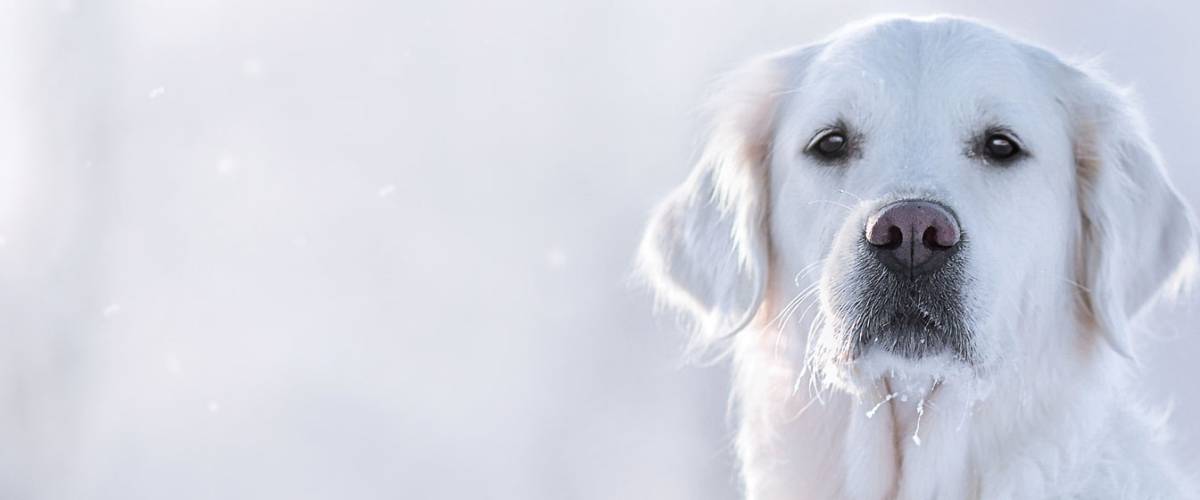 White golden retriever facing the camera outdoors, with frost on its whiskers against a soft, snowy background.