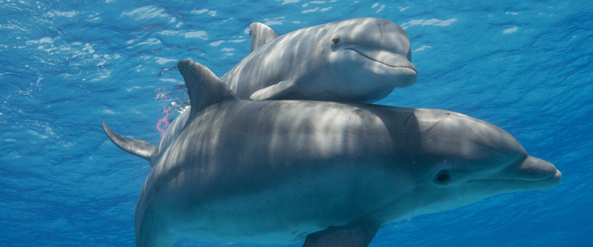 A close-up, underwater view of two bottlenose dolphins swimming together in clear blue ocean water, showing their faces and dorsal fins as sunlight ripples across their bodies.