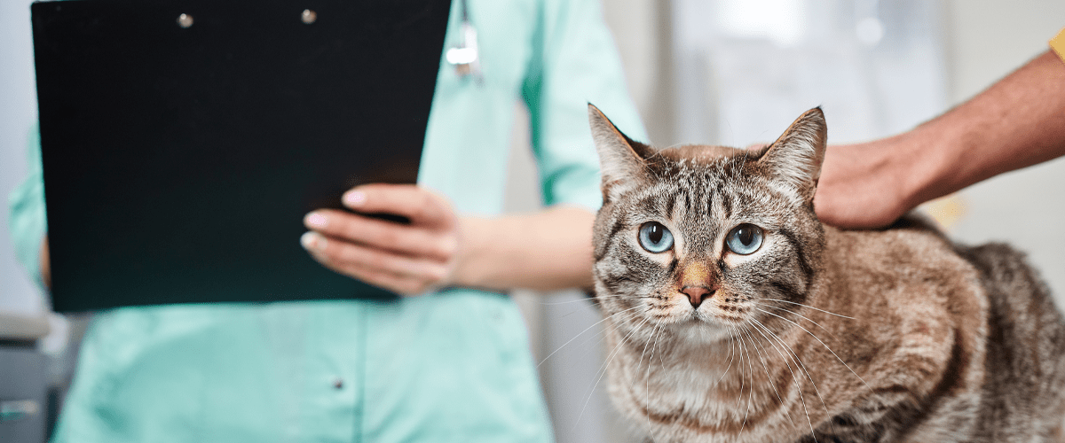 A tabby cat with blue eyes at a veterinary exam, being assessed by a vet holding a clipboard.