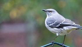 Mockingbird