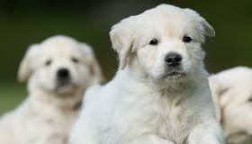 Golden Retrievers