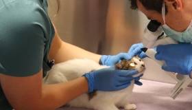 Cat with Veterinarian