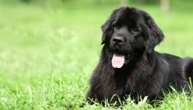 Newfoundland