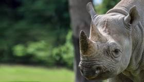 Black Rhino