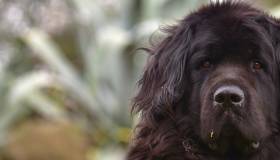 Newfoundland