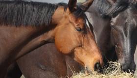 Horses