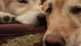 Faye Silverman's Golden Retrievers