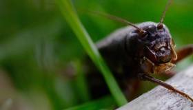 Cricket