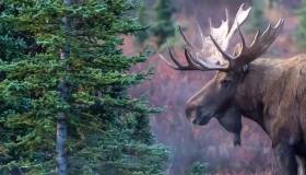 Moose