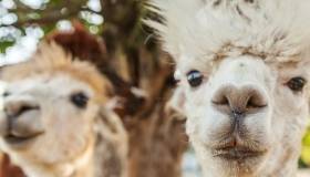 Alpacas