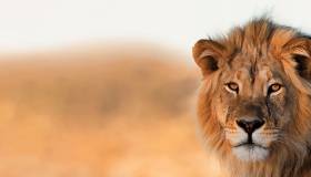 African Lion