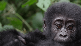 gorilla