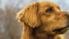 Golden retriever
