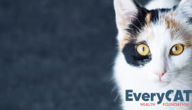 Calico cat staring at the camera with EveryCat logo